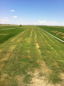 Thick turf causes scalping