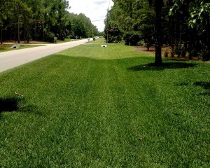 Lawn painted with Endurant turf colorant