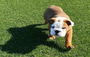 Dogs love sod!