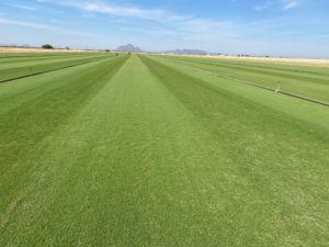 Overseeded sod