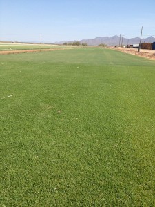 Paspalum