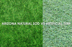 Artificial Grass