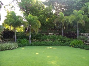 Paspalum Maintenance
