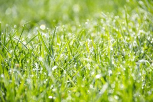 Winter Watering Arizona Sod