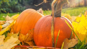 halloween lawn decorations