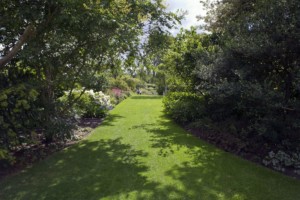 Arizona Sod in Shade