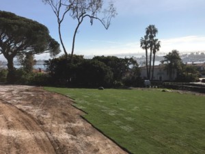 Winter Sod Installation