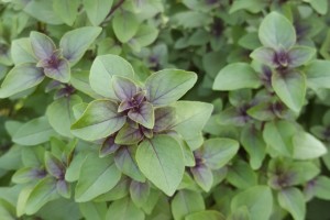 Backyard Design Trends Edible Garden