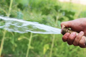 summer watering sod