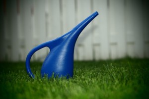 Drought Resistant Lawn