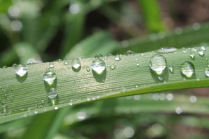 winter watering